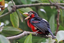 Doubled-toothed Barbet